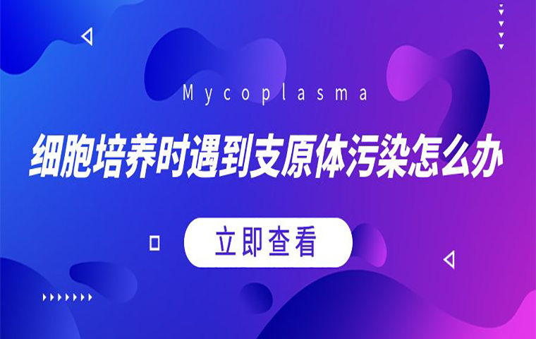 細(xì)胞培養(yǎng)時遇到支原體污染怎么辦